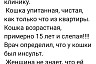 На саратовской дороге спасли ослепшую кошку с инсультом
