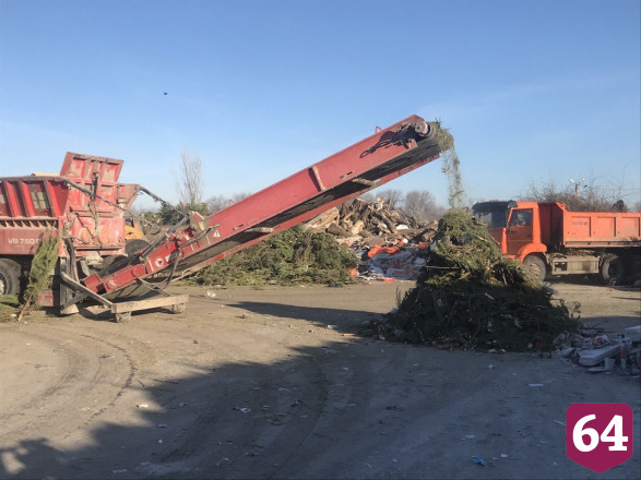 Под Саратовом переработали 2 тысячи тонн новогодних елок