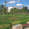 В новом парке Энгельса высадили более 3 тысяч деревьев и кустарников