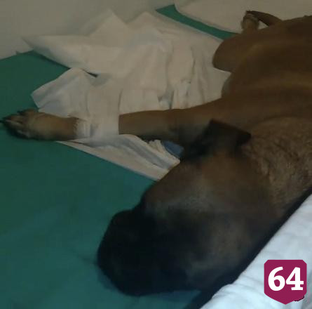 В Саратове умерла выброшенная из окна собака Лада