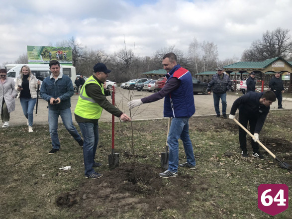 В Саратове губернатор посадил березы на Кумысной поляне