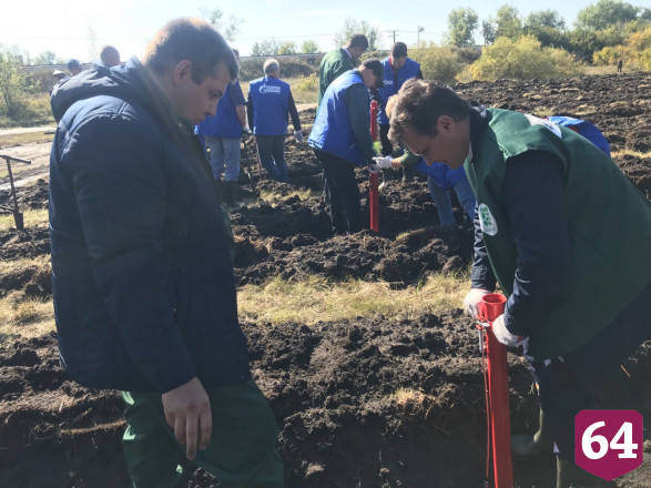 Под Саратовом высадили 2000 сеянцев сосны