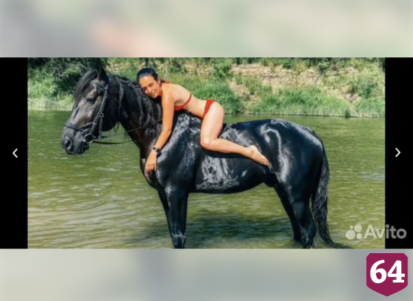 В Саратове продают чуткого жеребца