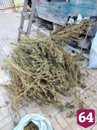 На даче саратовца нашли крупную партию марихуаны
