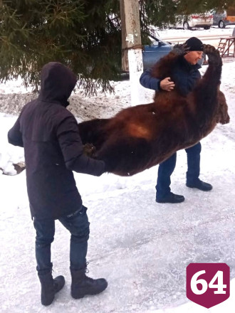 В Хвалынске дали имя музейному медведю