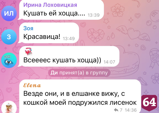В Саратове снова заметили лисицу