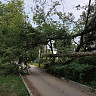 В Саратове обрушившееся дерево повисло над дорогой