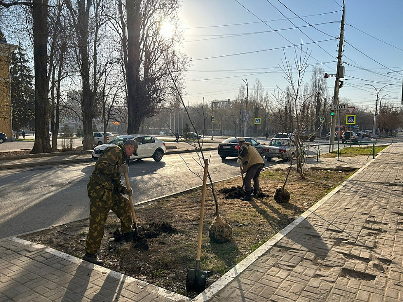 В Саратове за неделю высадили 400 деревьев 