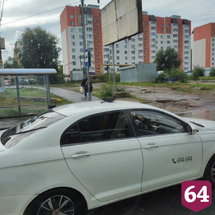 В Саратове голубь «катался» на такси