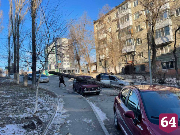 В Саратове дерево рухнуло на припаркованный внедорожник