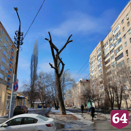 Жителей возмутил вид дерева в центре Саратова после опиловки