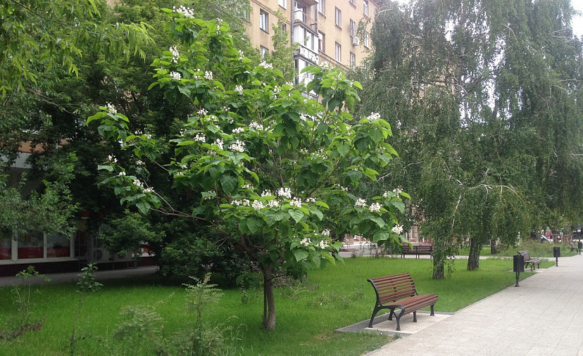 В Саратовской области похолодает до плюс пяти