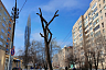 Жителей возмутил вид дерева в центре Саратова после опиловки