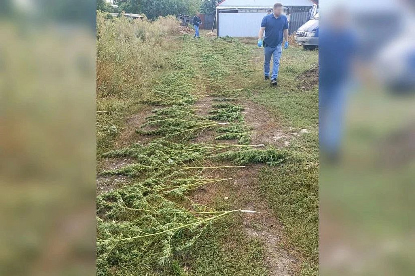 В «Газели» саратовца нашли 168 кустов конопли на зиму