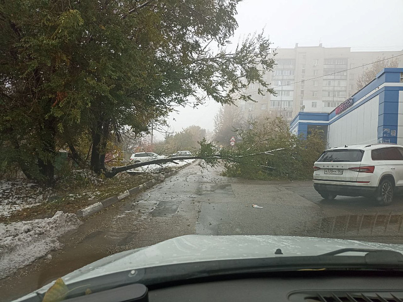 В Саратове дерево рухнуло на иномарку 