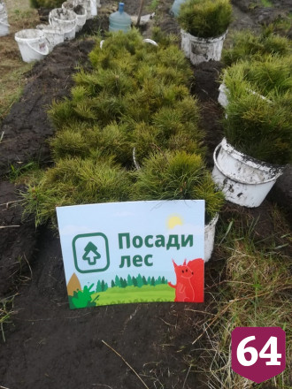 Cаратовские школьники могут подарить педагогам лес ко Дню учителя
