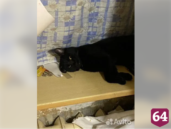 В Саратове ищут добрые руки меткому «льву»