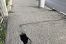 В Саратове на мосту провалился асфальт
