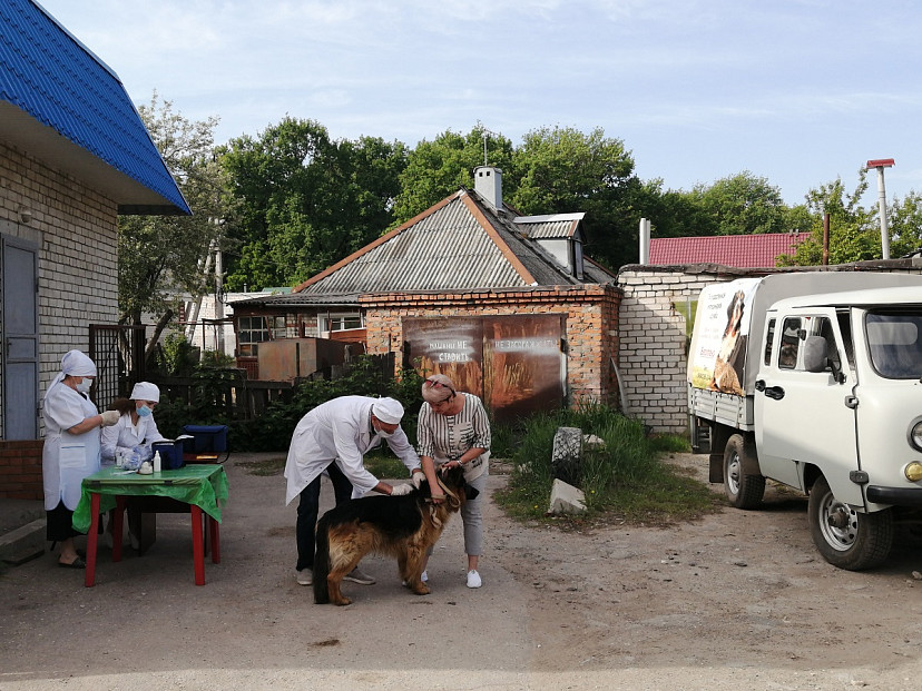 Саратовцев призвали сделать питомцам прививки от бешенства 