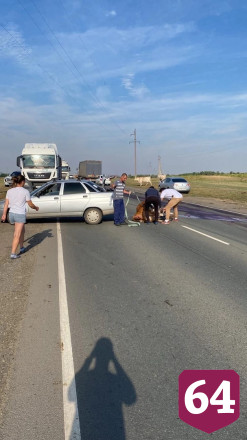 Автомобиль задавил стельную корову на трассе под Саратовом