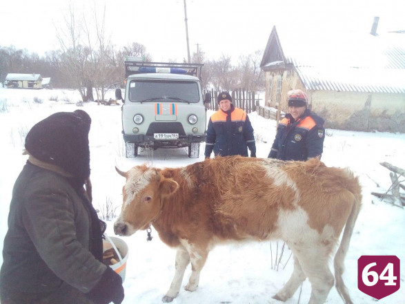 Спасатели вытащили провалившегося в погреб теленка