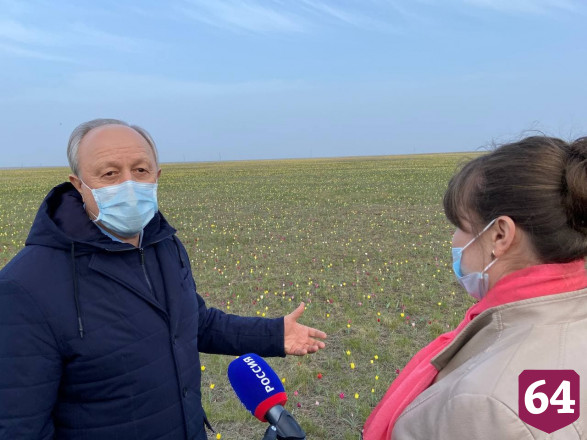 Саратовского губернатора поразили поля цветущих тюльпанов 
