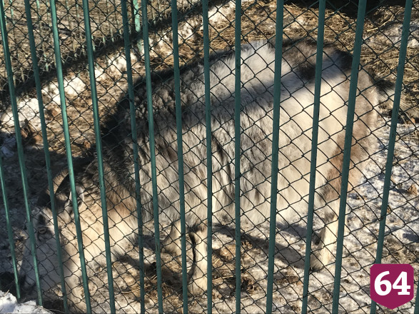 В саратовском парке медведь спит зимой под одеялами