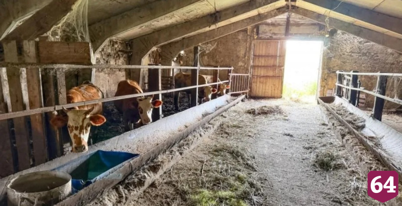 В Саратове продают ферму с коровами и баранами у пруда и леса