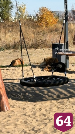 Саратовцам пообещали отловить агрессивных собак на детской площадке