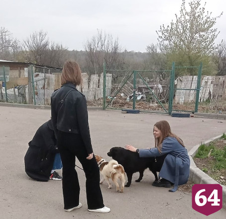Саратовцам покажут мечтающих о доме собак из приюта