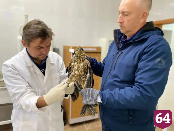 В Саратовской области спасли раненого коршуна 