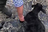 Козы завязли в болоте из битума под Саратовом