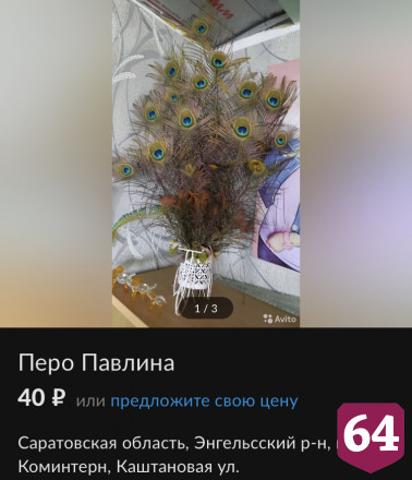 Житель Саратовской области продает павлинов с птенцами