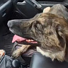 Спасенная саратовцами собака из «заброшки» выучила команды и полюбила автомобиль