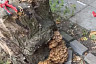 Саратовцы собрали на дереве и засолили опята 