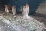 Ночью в Энгельсе автомобиль врезался в дерево