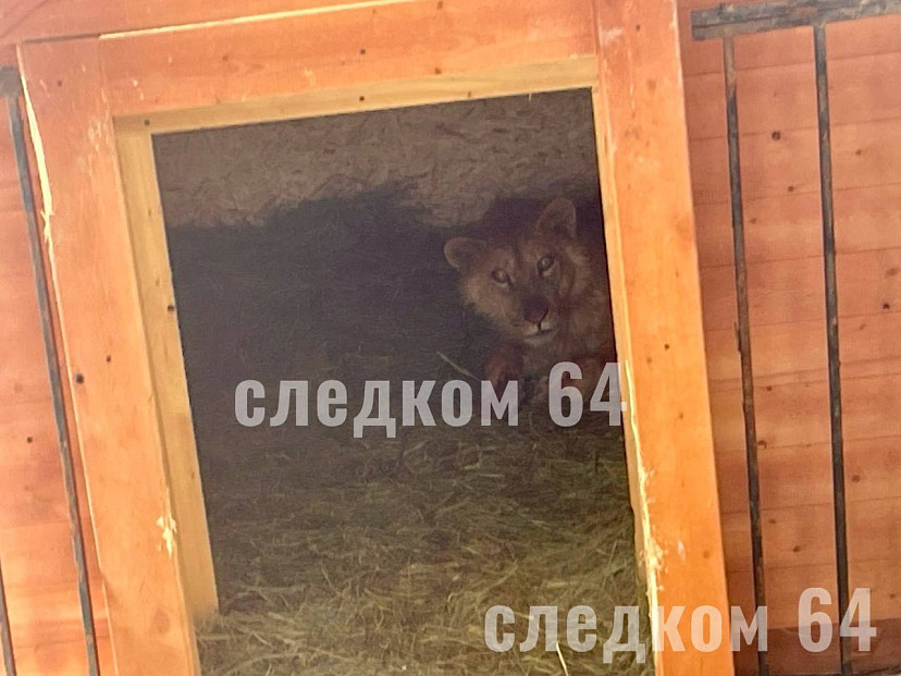 В Саратове 14-летнюю девочку покусал лев