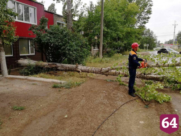 В Саратовской области ураган повалил 132 дерева