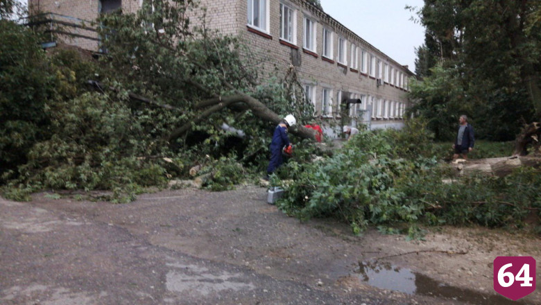 В Саратовской области ураган повалил 132 дерева