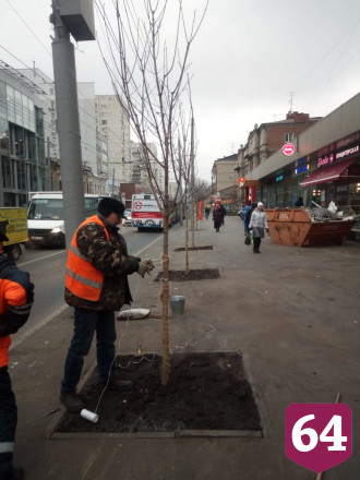 На Московской вместо старых тополей высадили клены 