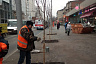 На Московской вместо старых тополей высадили клены 