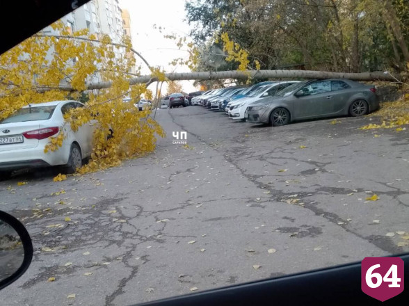 В Саратове дерево рухнуло на автомобили