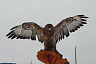 Служебные птицы уже 4 года работают на саратовских мусоросортировочных комплексах  