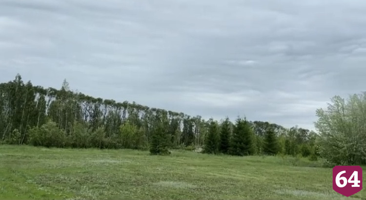 Вдоль дорог Саратова сделают «живую изгородь»