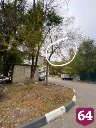 В Саратове после падения дерева попросили обследовать двор
