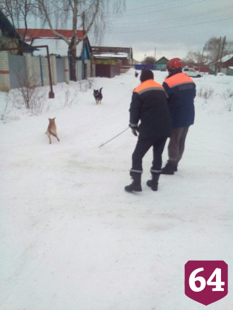 Спасатели вытащили из люка двух собак