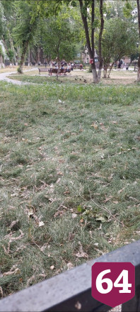В Саратове без полива засыхает сквер