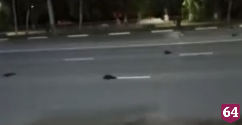 Ветеринары выясняют причину массовой гибели птиц в Саратовской области