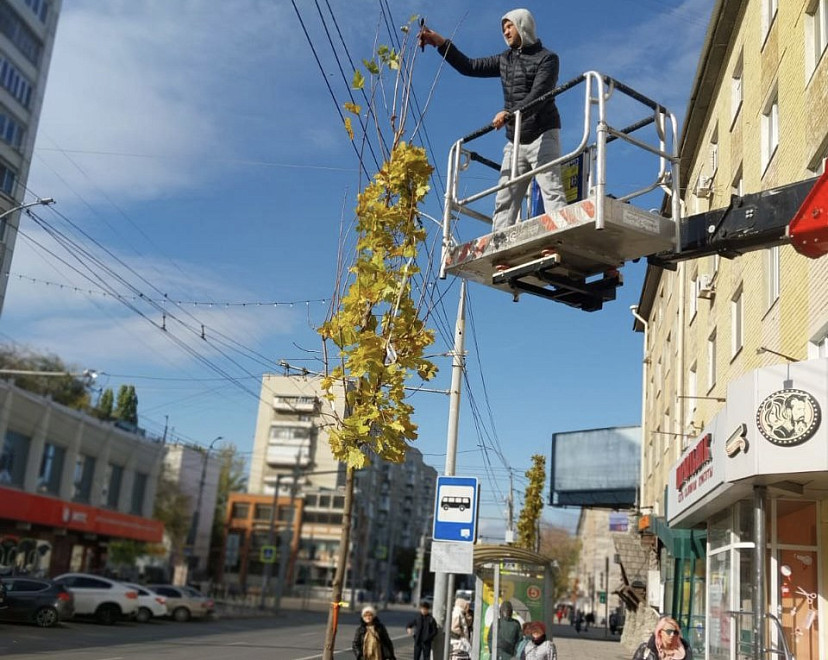 В центре Саратова высадили 87 кленов