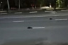 Ветеринары выясняют причину массовой гибели птиц в Саратовской области